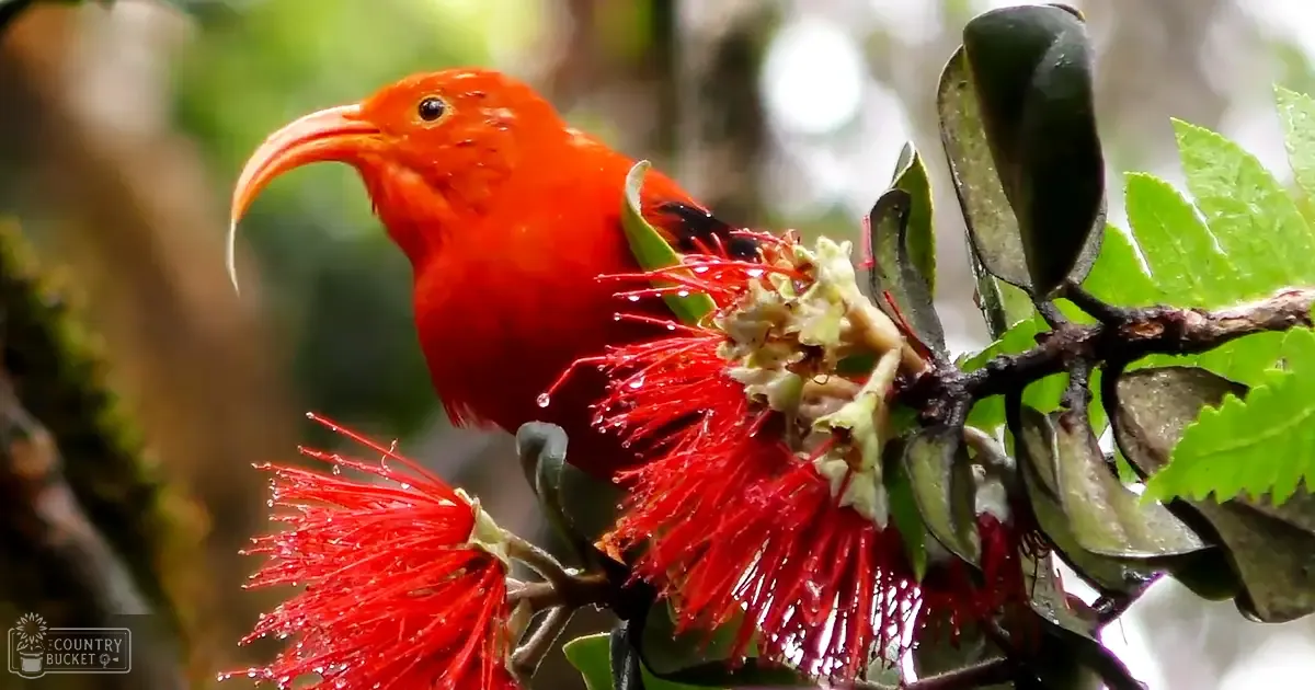 An adult I'iwi with vibrant red plumage perched amidst lush tropical foliage in Hawaii during spring or summer.