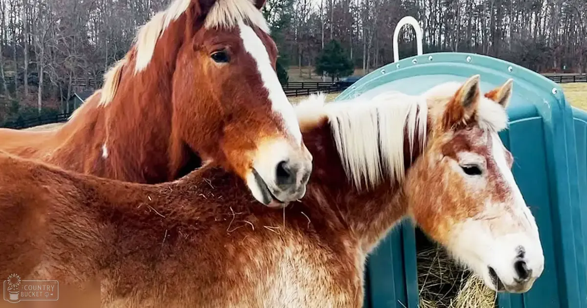Two Paint horse adults with brown and white coat patterns stand outdoors on a farm or ranch, surrounded by bare trees and a blue plastic slide, possibly late fall or early spring.