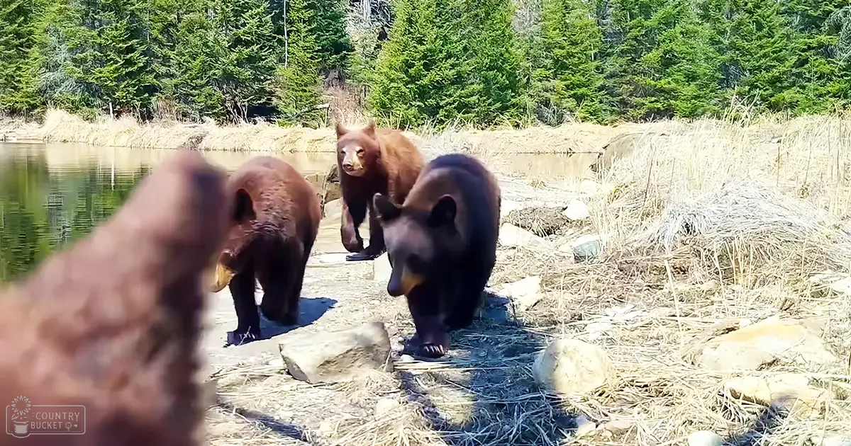 Three adult brown bears near water in a forested area with clear daytime lighting.