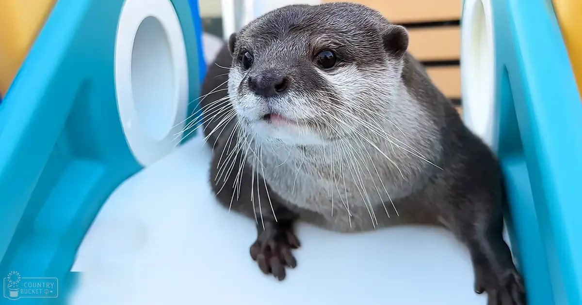 An adult otter with dark brown fur on its back, lighter fur around its face and chest, white whiskers, in a brightly lit indoor play area with blue plastic structures.