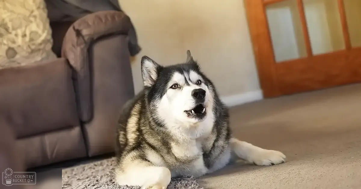 A husky with black and white fur indoors in a home setting, surrounded by furniture like an armchair or couch with patterned cushions.