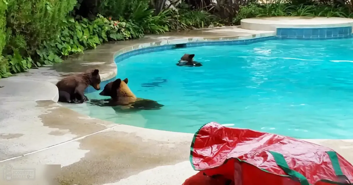 Three brown bears in a swimming pool at an outdoor residential area with lush greenery during daytime