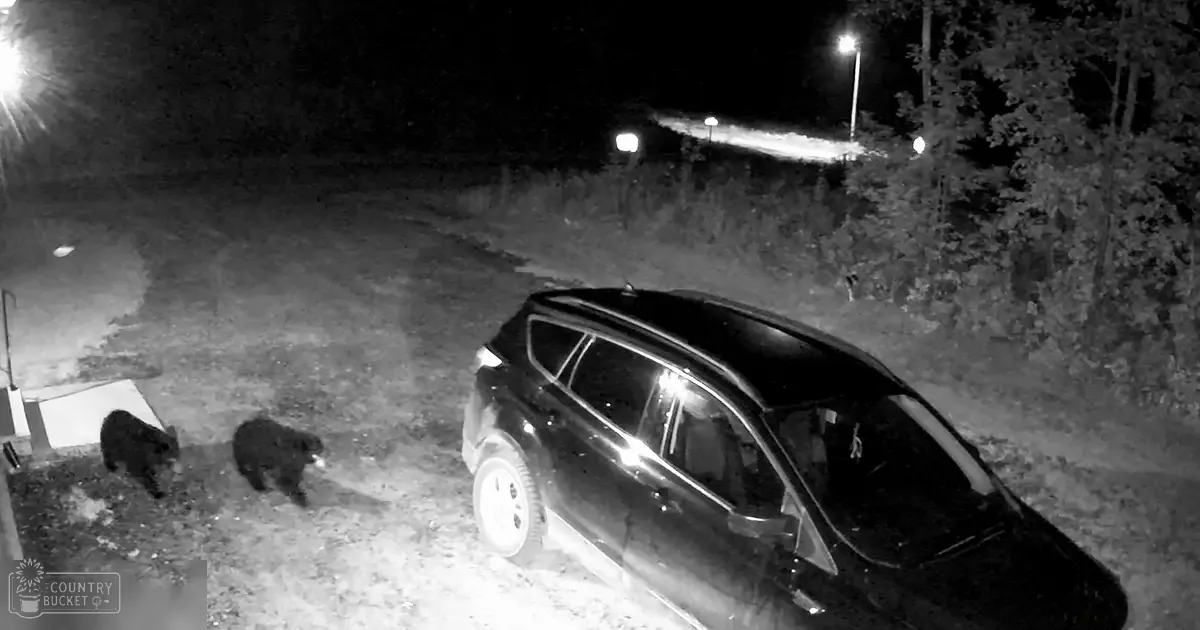 Two bears, one adult-sized with dark fur, and another smaller bear in an outdoor residential area at night with a parked SUV and lighting.