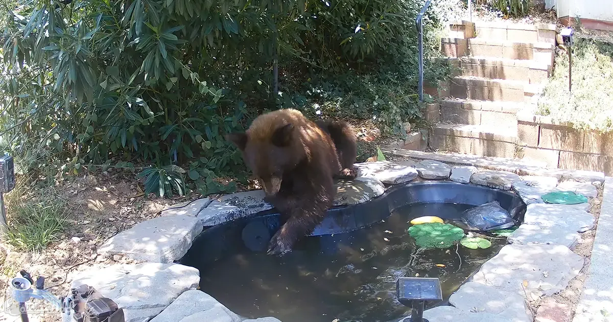 A brown bear with dark fur and lighter areas on its back stands by a small stone pond surrounded by lush greenery in what appears to be a residential backyard during daytime, likely spring or summer.