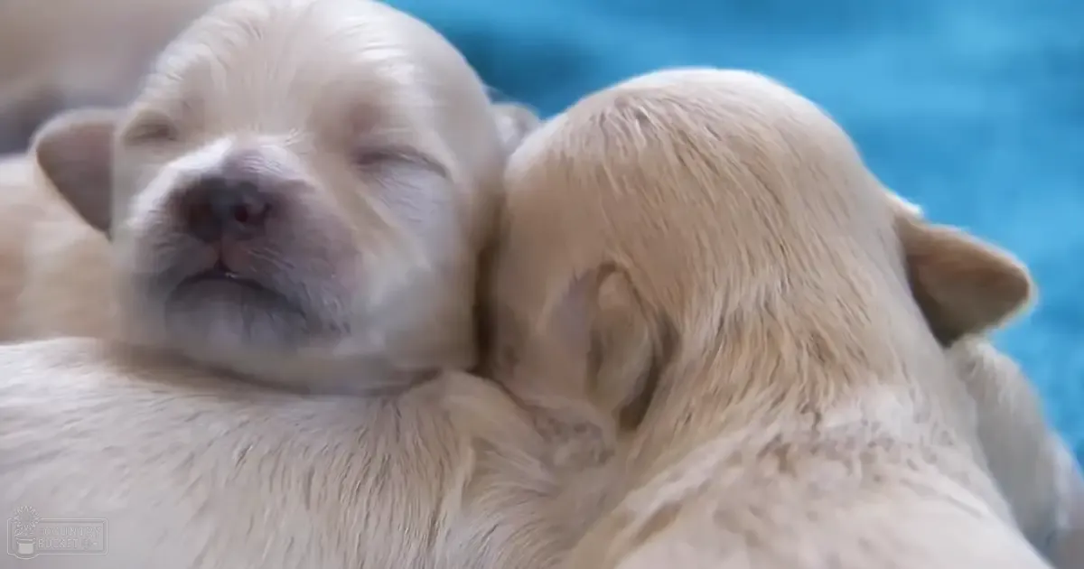 Two white puppies resting together indoors, nestled against a blue fabric backdrop.
