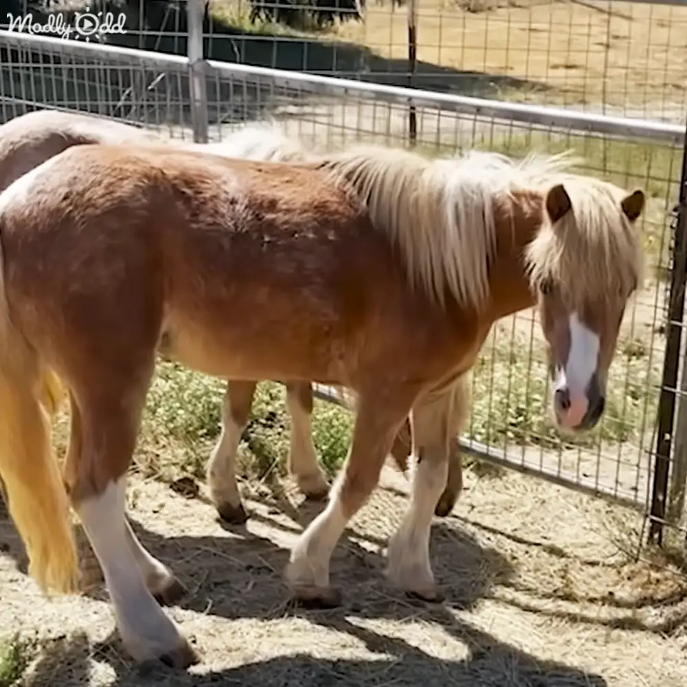A light brown horse with a white mane and tail stands within a fenced enclosure on dry grass at daytime
