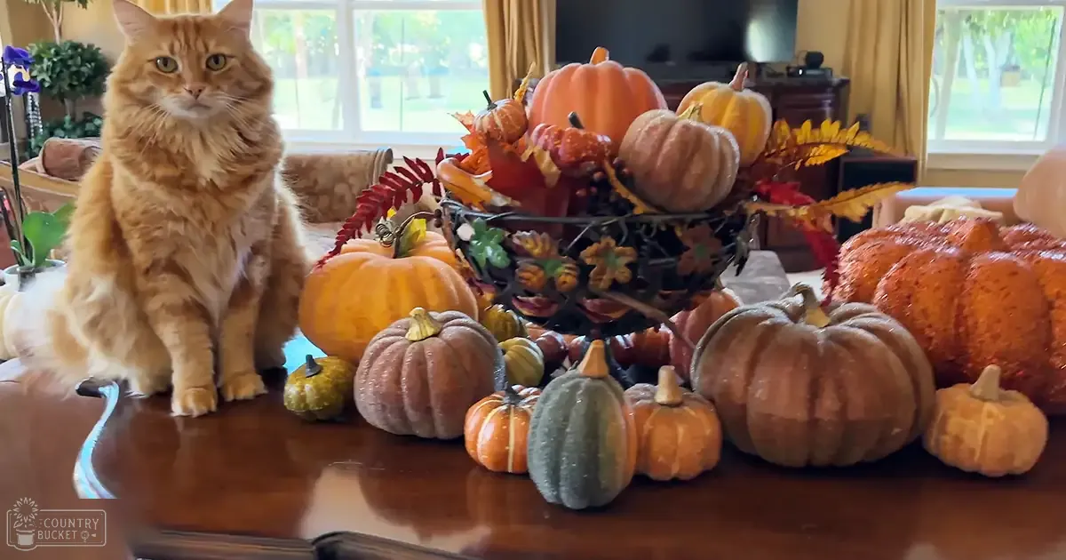 A ginger cat with an adult appearance sits on a wooden surface amidst pumpkins, autumn leaves, and plants in a cozy living room setting during daytime.
