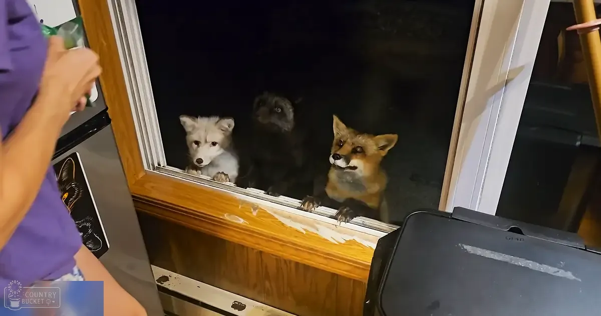 Juvenile red foxes peering through a window in an indoor residential setting, evening light, purple shirt with floral shorts or pants on person holding object.