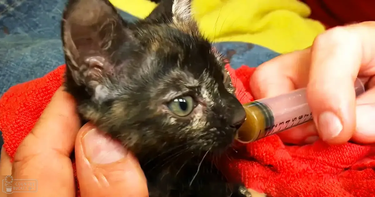 A tortoiseshell kitten being fed with a syringe by an adult, wrapped in a red towel indoors.