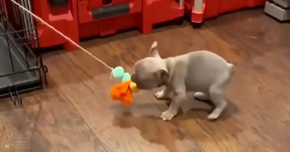 A small white French Bulldog puppy with a short coat, interacting with colorful pom-poms in an indoor home setting.