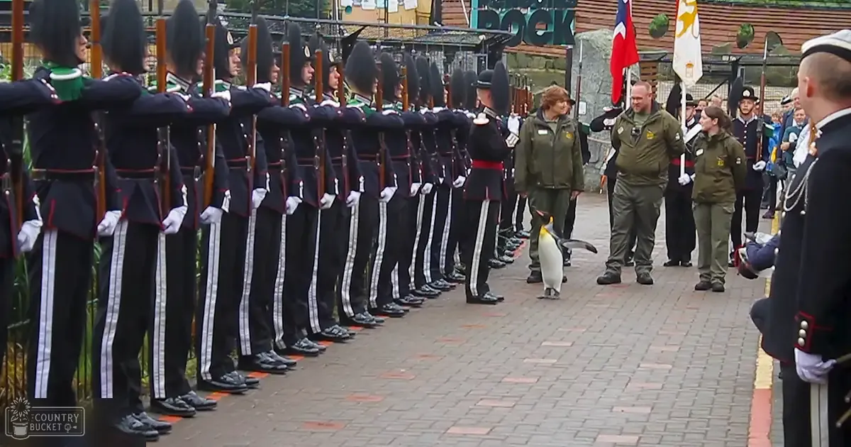 A large emperor penguin stands on a brick-paved area within what appears to be a zoo or wildlife park, surrounded by uniformed guards and zoo staff under clear daylight conditions.
