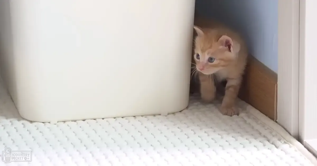 A small orange tabby kitten with white markings, partially obscured by a storage bin indoors.