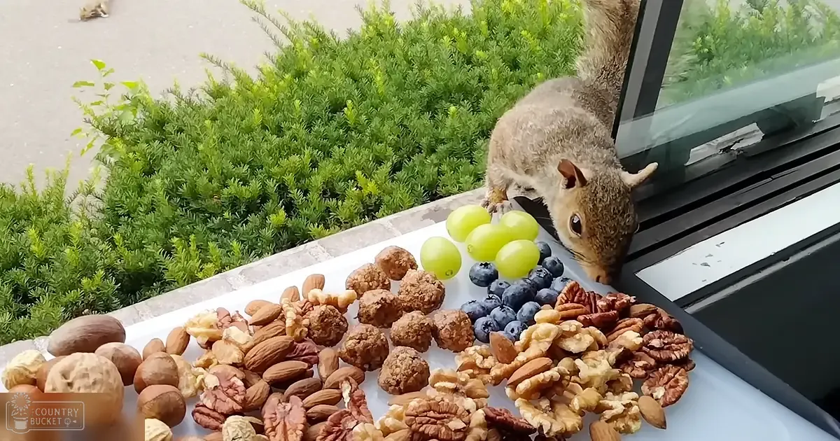 An adult brown squirrel near a window, surrounded by nuts and grapes in an outdoor setting during daytime.
