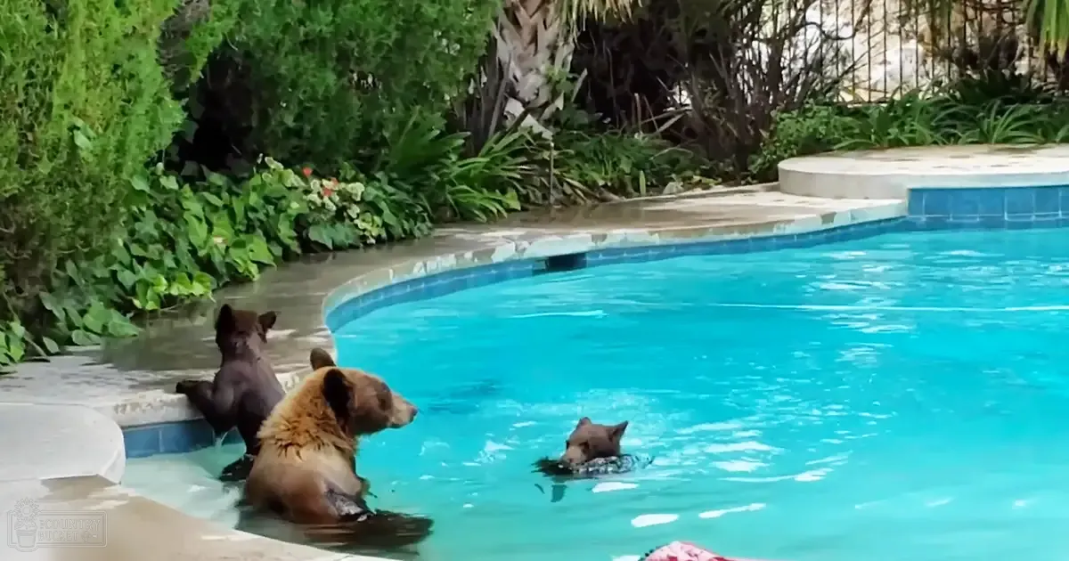Three brown bears in a swimming pool surrounded by lush greenery on a sunny day.