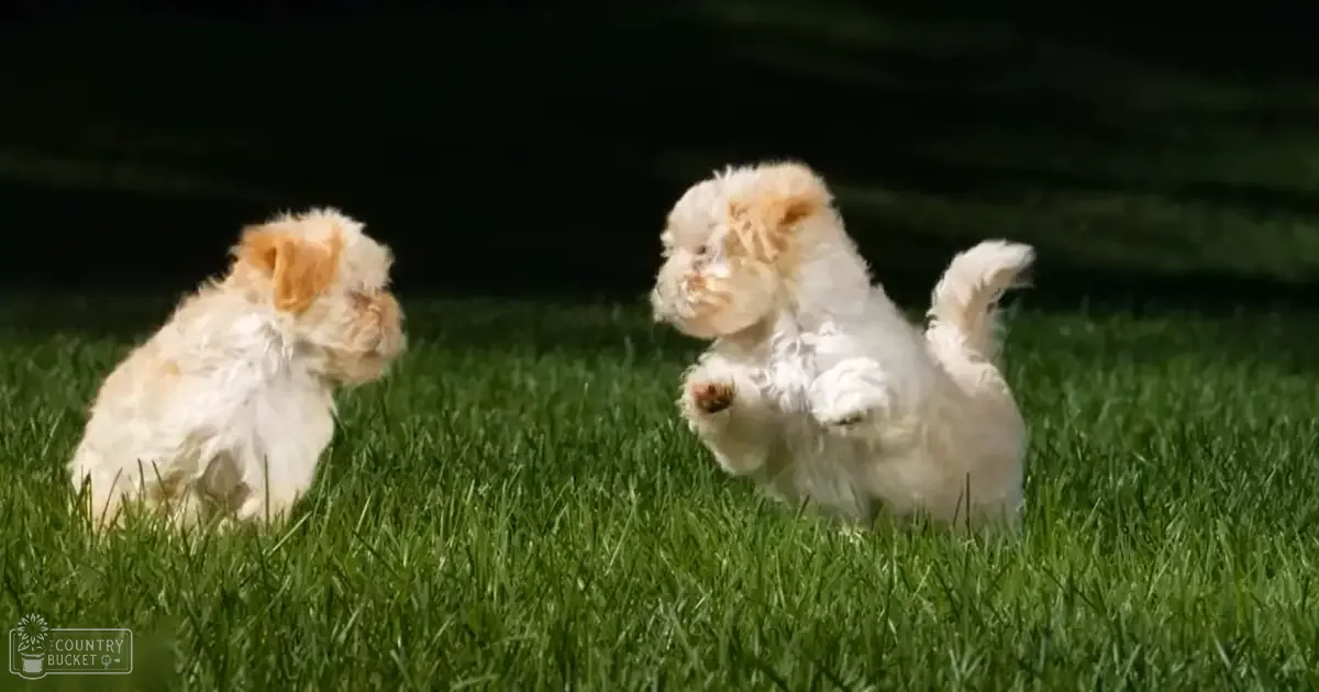 Two fluffy white puppies with light brown markings on heads and ears, outdoors in a grassy area at dusk or nighttime.