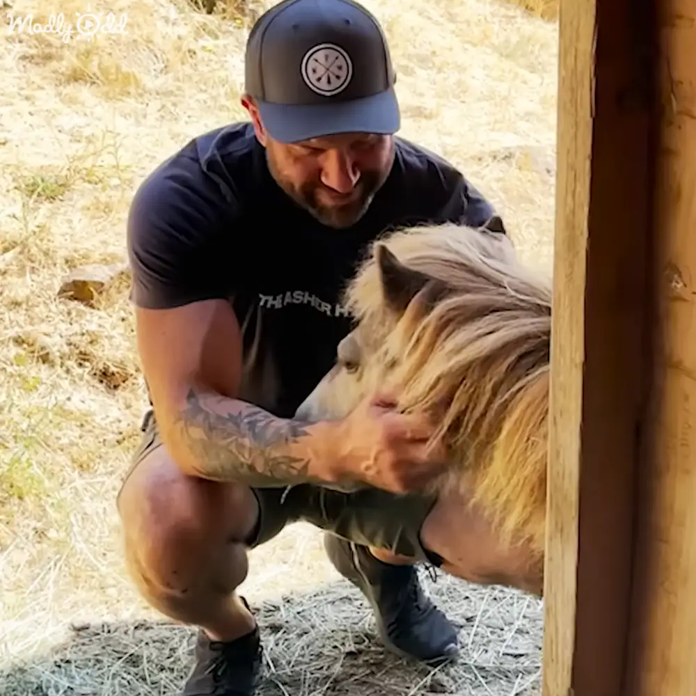 An adult male interacts with a miniature horse in a barn setting, holding the horse’s head gently while wearing a dark blue t-shirt with text and black shorts.
