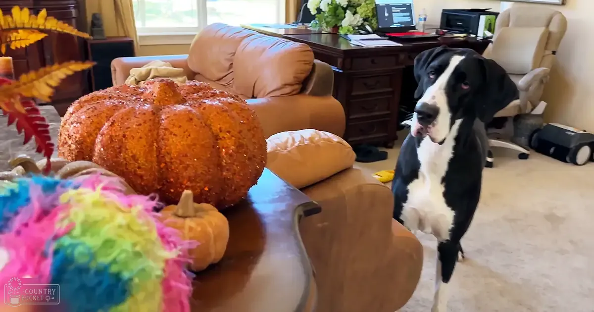 A large black-and-white adult dog with some brown spots on its face, sitting indoors in a home office or living room surrounded by autumn decorations like pumpkins and artificial plants.
