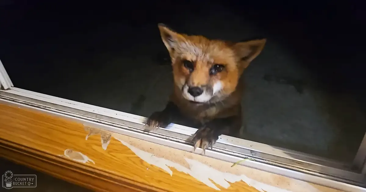 An adult fox with reddish-brown fur and white markings near a chewed wooden window sill, nighttime scene indoors.