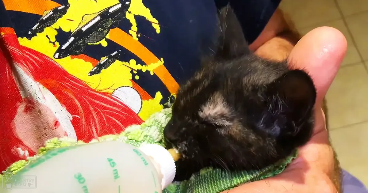 A kitten being bottle-fed by an adult male wearing dark blue jeans with a yellow and black fish pattern, indoors with bright daytime lighting.