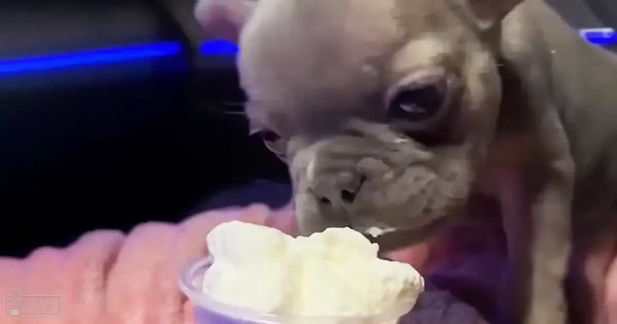 A French Bulldog puppy with light gray fur sits indoors near a small container of whipped cream or ice cream, held by someone off-camera. The setting appears to be inside a vehicle.