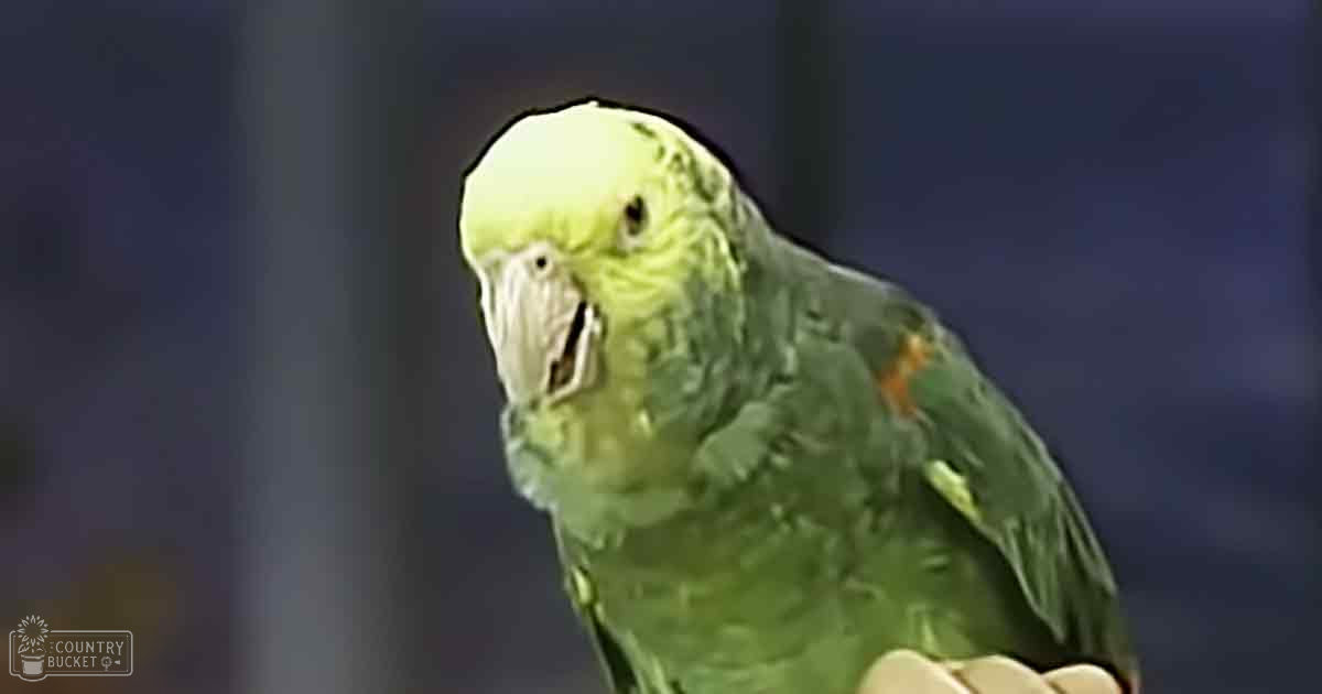 A close-up of a parrot with predominantly green feathers, yellow head markings, and some orange patches near its wings, set against a plain dark indoor background.