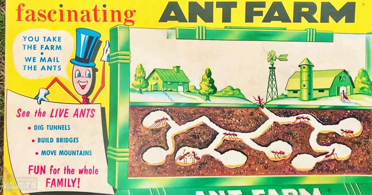 An ant farm product setup illustration with tunnels and ants described as 'fascinating,' 'you take the farm - we mail the ants,' and activities like digging, building bridges, moving mountains, and being fun for the whole family. Depiction of a rural landscape with trees, houses, and a windmill suggests spring or summer.