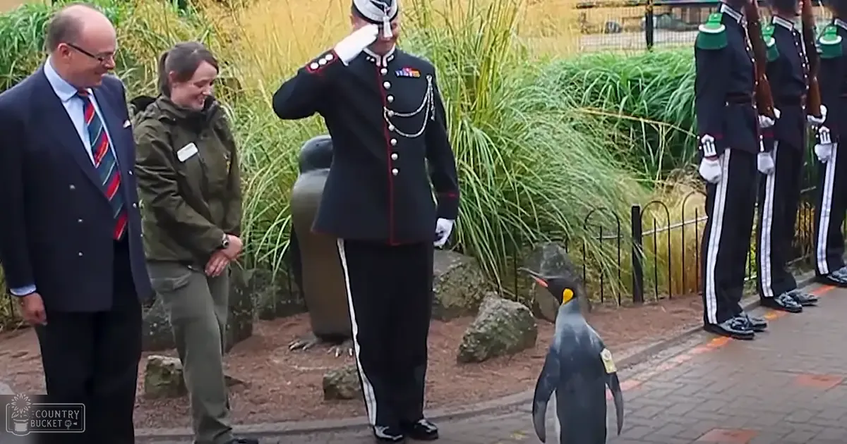 A king penguin with black and yellow markings stands amidst greenery in an outdoor setting at what appears to be a zoo or wildlife park, surrounded by people dressed formally and in military attire.