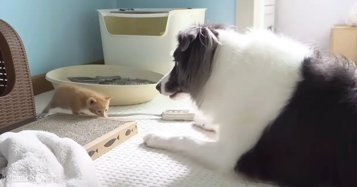 A Border Collie with black and white fur and a light orange tabby kitten in an indoor home setting, surrounded by wicker furniture and pet accessories.