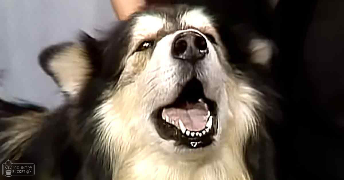 A medium-sized shepherd mix dog barking or growling indoors with light-colored fur and dark markings on its face and ears, set against a plain dark background at night.