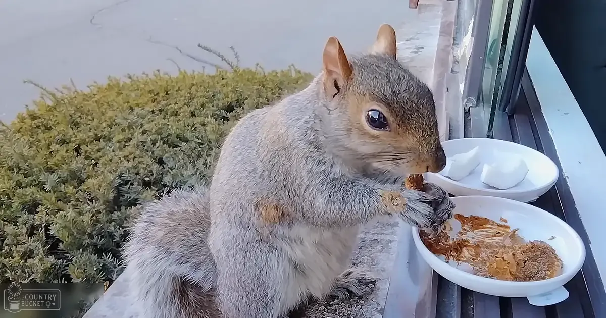 A squirrel with gray fur and brown markings is near two white bowls of food on a windowsill, surrounded by greenery under natural daylight.