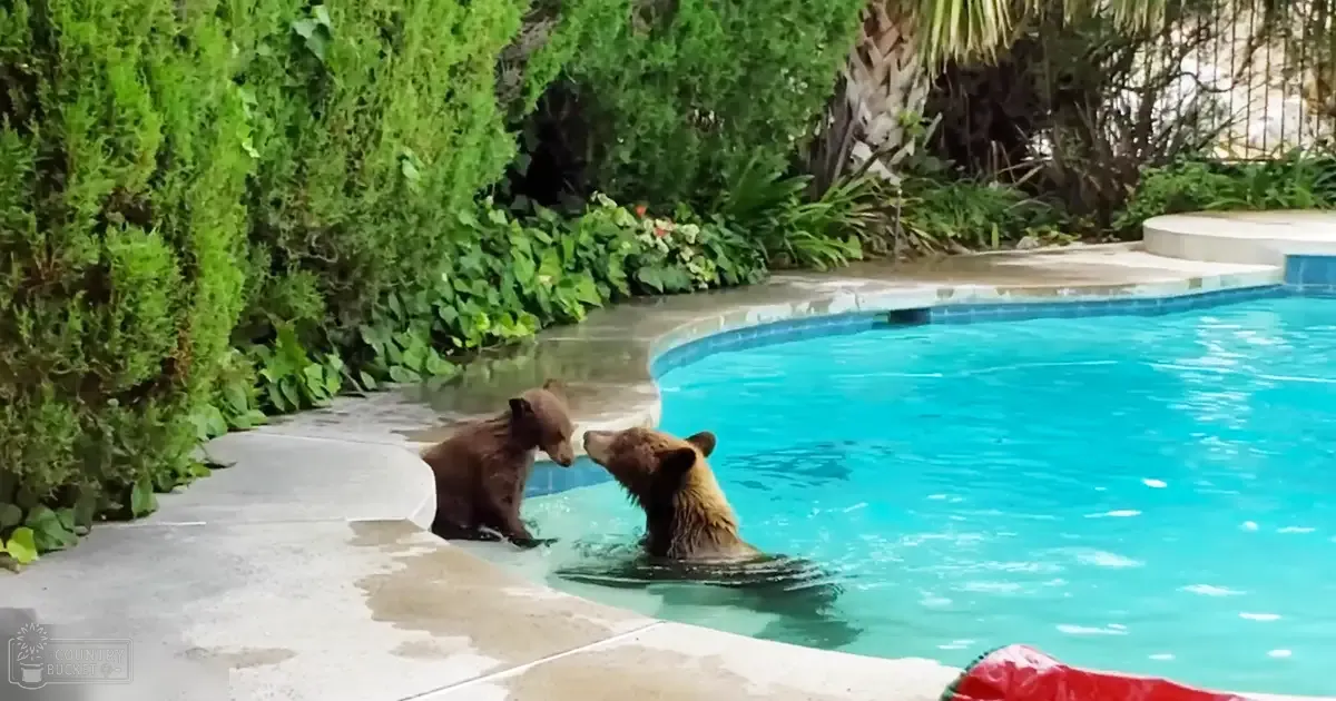 Two brown bears swimming in an outdoor residential pool surrounded by lush greenery with soft daylight indicating spring or summer season