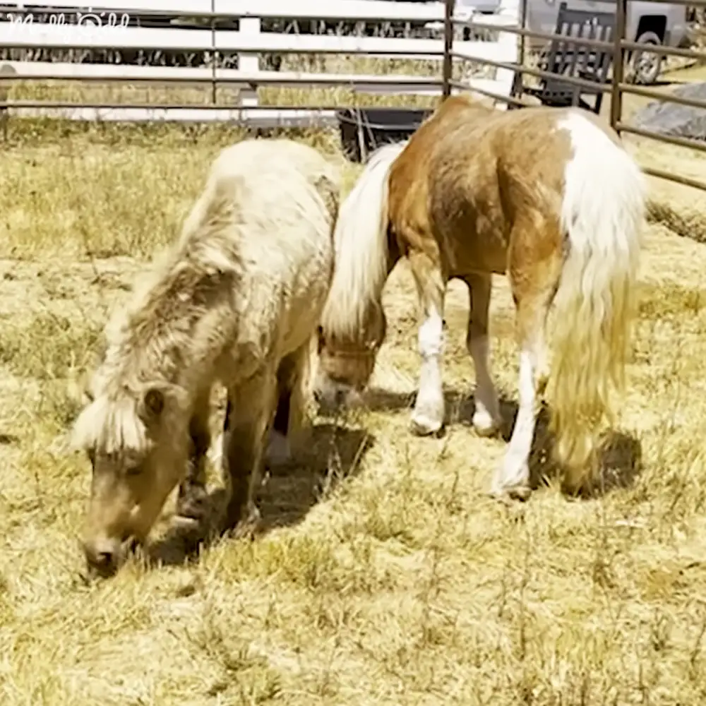Two horses grazing peacefully within a fenced area on a farm or ranch with dry grass under clear daylight conditions.