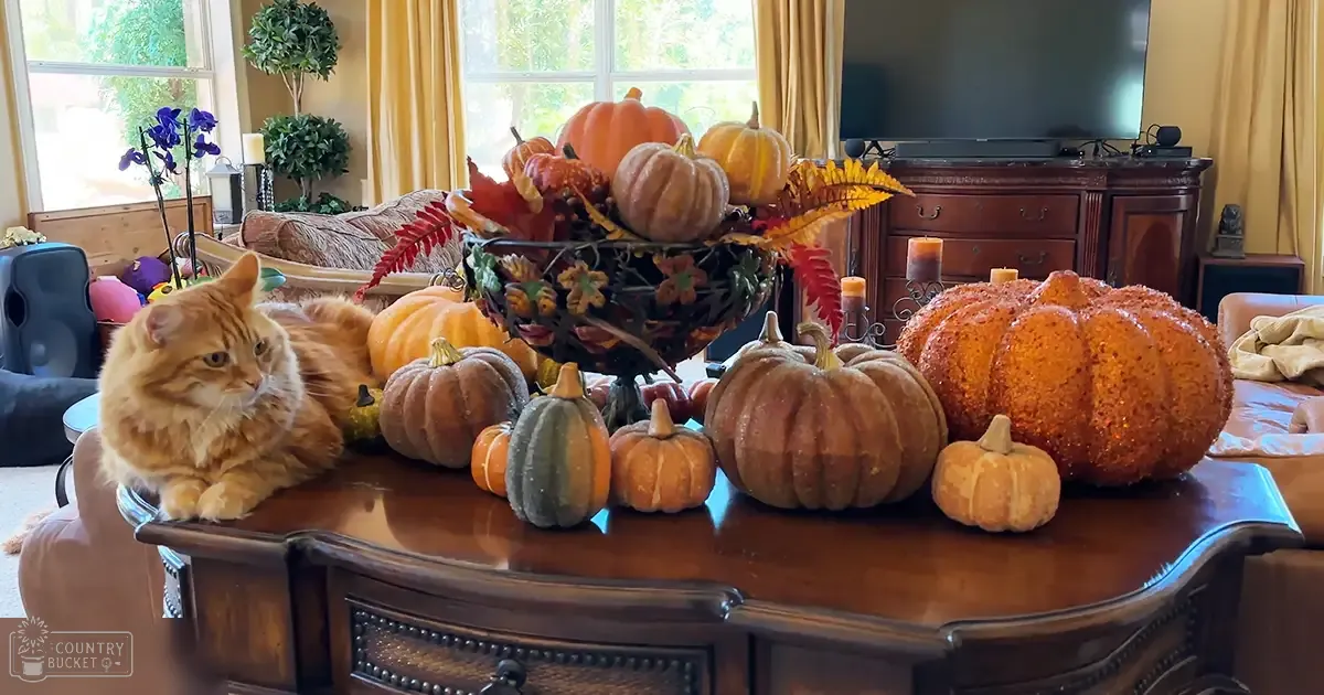A ginger tabby cat with a fluffy coat sits in a cozy living room decorated for fall with pumpkins and autumn leaves on a dark wooden coffee table.