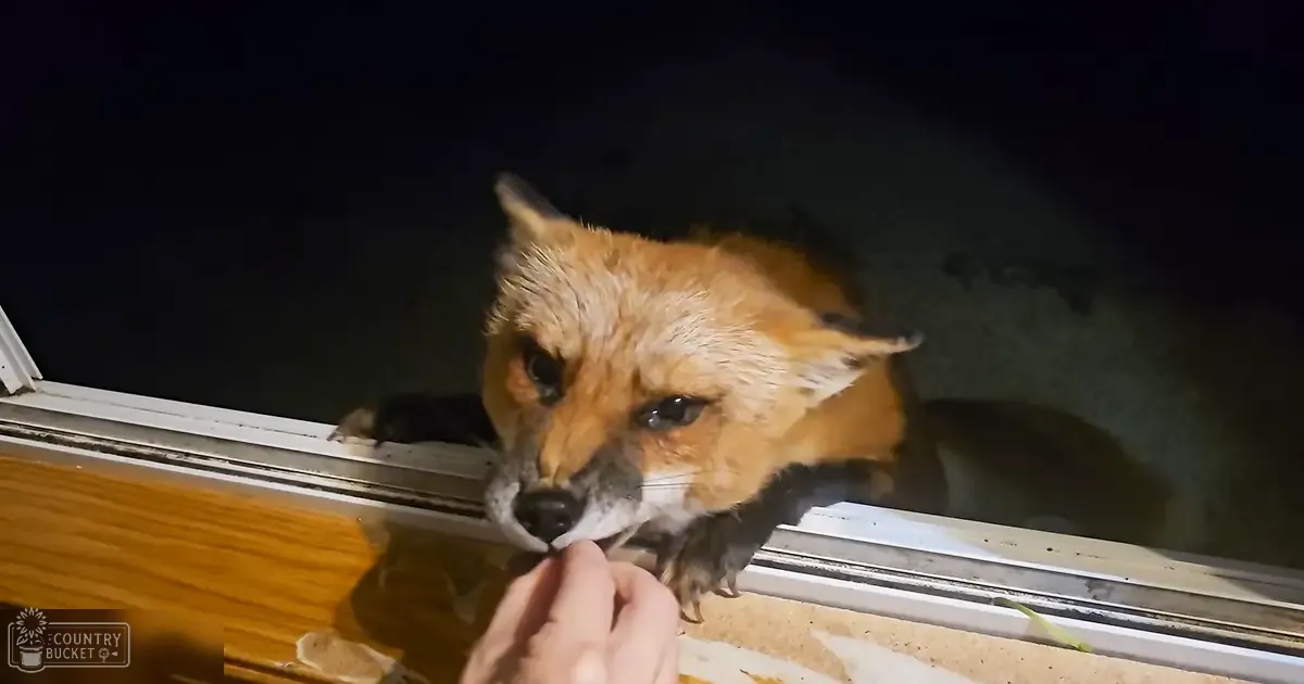 A reddish-brown fox indoors near a window, held by a hand with food, artificial lighting focused on its face.