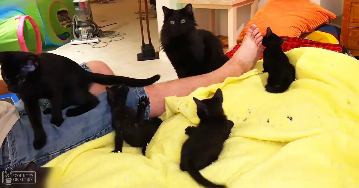 Adult male in blue denim shorts interacts with black domestic shorthair cats indoors, surrounded by colorful home decor items like a yellow blanket and green cat tunnel.