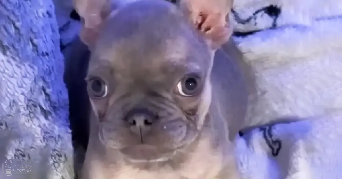 A French Bulldog puppy with light brown fur and dark markings around its eyes and muzzle is indoors on a textured surface resembling snow or ice.