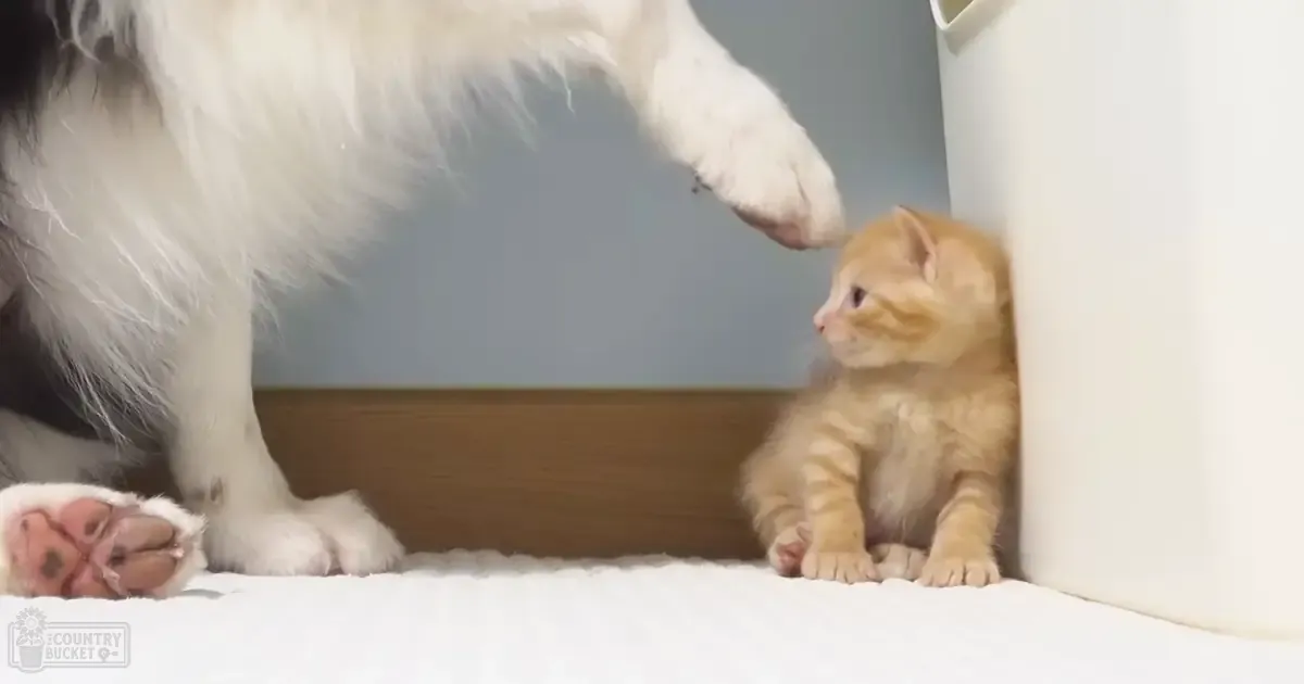 A light orange tabby kitten with a fluffy white dog on a white fabric surface against a plain wall, possibly indoors during daytime.