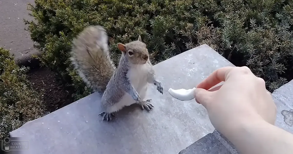 An adult female squirrel, holding a piece of food, with gray and white fur, amidst green foliage under natural daylight.
