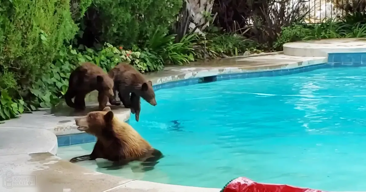 Juvenile brown bears in a lush residential backyard with a swimming pool, surrounded by greenery and flowering plants on a clear summer day.