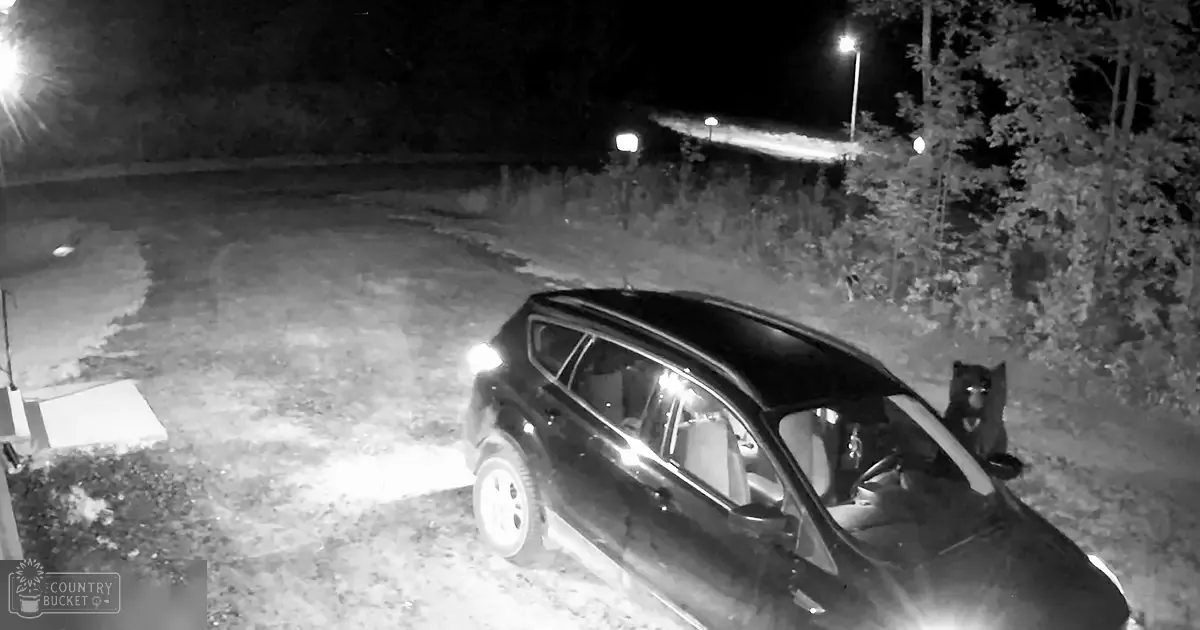 A black bear near a parked car at night with trees and shrubs in the background.