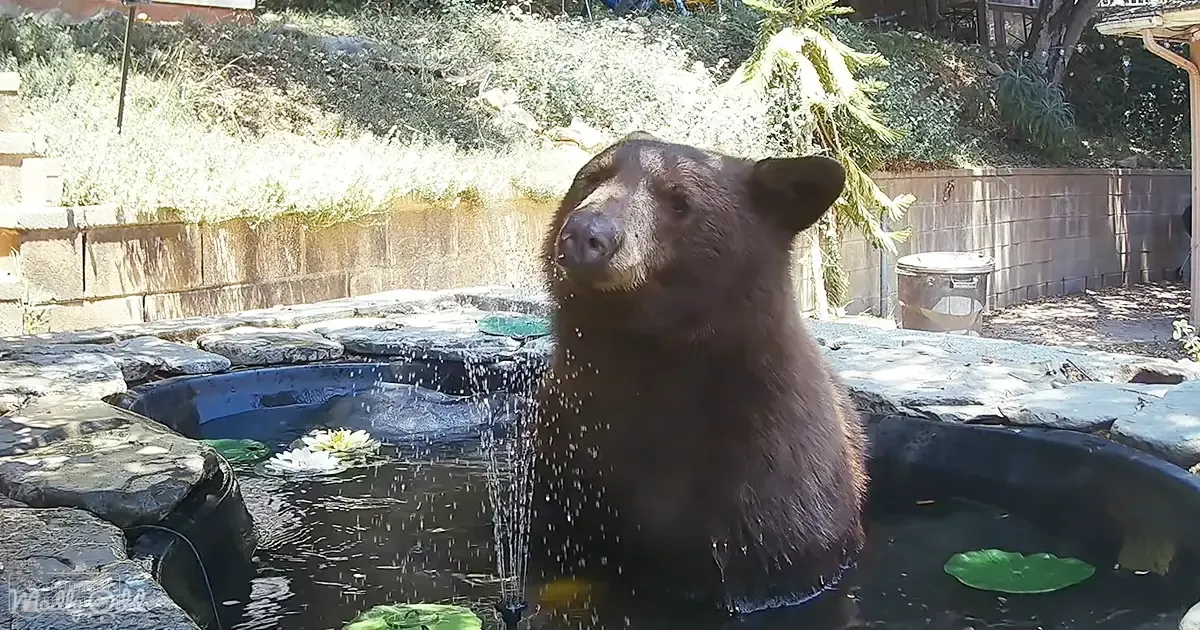 A brown bear stands near a pond in an outdoor setting with greenery and a stone-paved area.