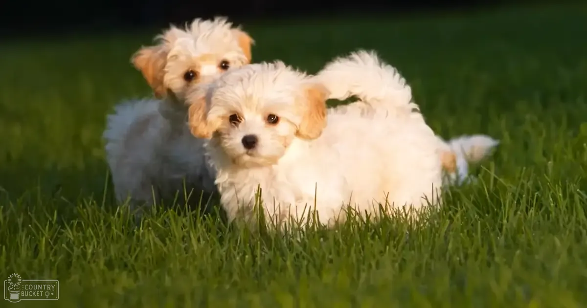 Two small white puppies with light brown markings on their ears and face, standing outdoors in a grassy area.