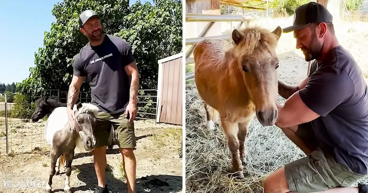 An adult male interacts with ponies in a rural farm setting during summer.