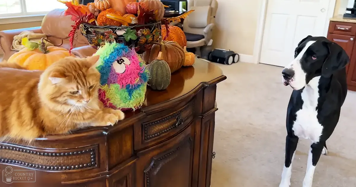 A tabby cat with orange fur and white markings sits on a wooden sideboard adorned with autumn-themed decorations, while a black-and-white dog stands nearby in an indoor home setting.