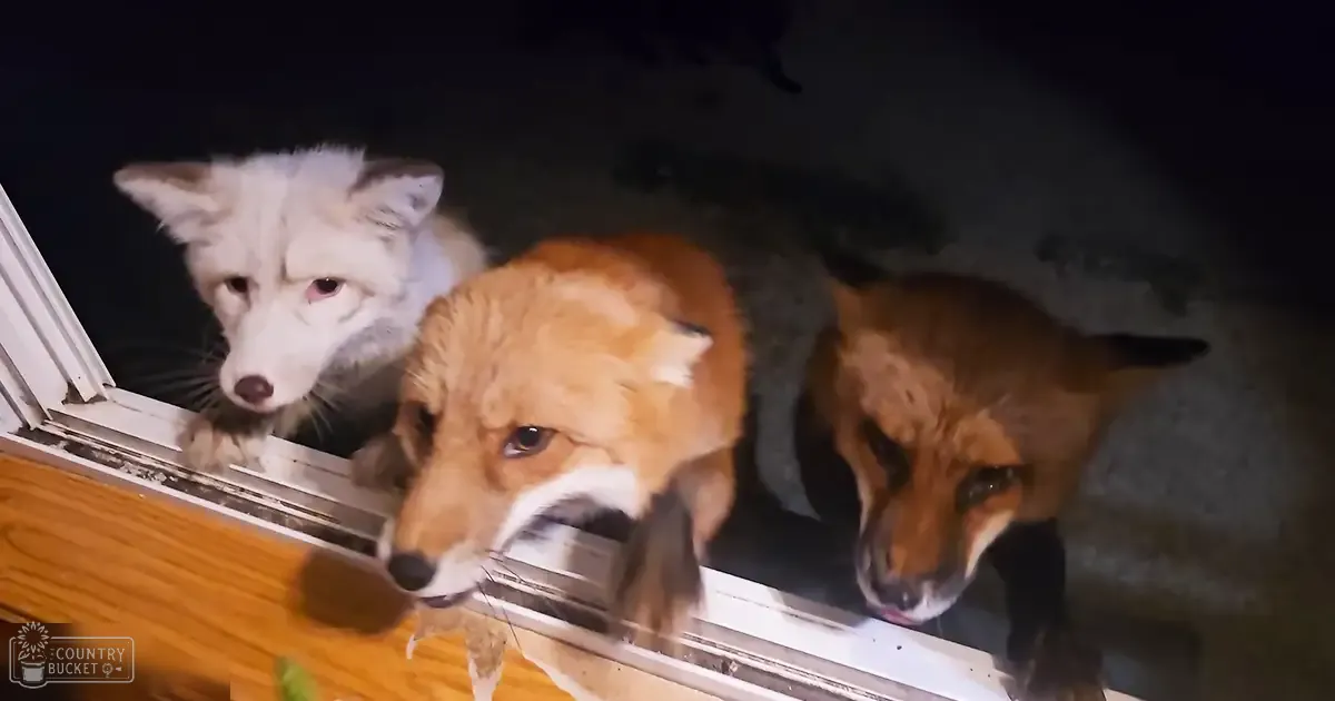 Red foxes in an indoor setting near a window at night