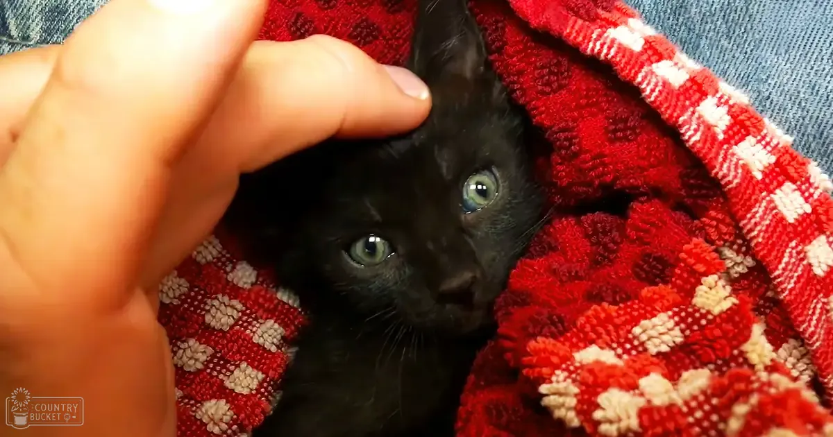 A small, black kitten with greenish-blue eyes wrapped in a red blanket indoors. Denim fabric suggests casual environment.