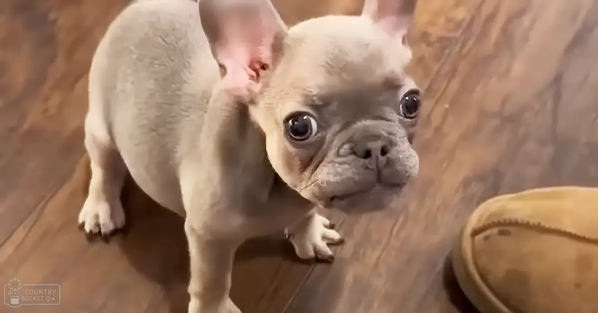 A French Bulldog puppy with light cream-colored fur and perked-up ears indoors on a beige wooden floor.