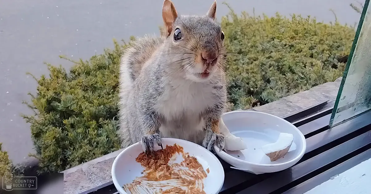 Gray-furred squirrel with a white underbelly, sitting outdoors near a window with remnants of food on plates in the foreground. Greenery and paved area suggest spring or summer day.
