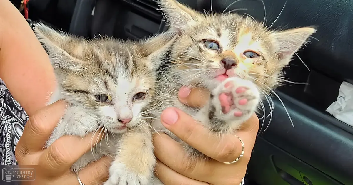 Two tabby kitten kittens being held by an adult female in a vehicle interior, with natural daylight illuminating them.