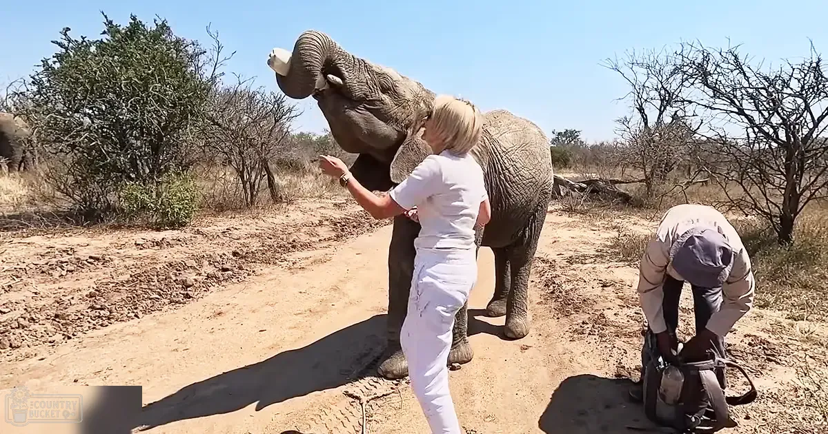An adult female in white attire stands near an elephant in a savanna, with another person observing nearby.